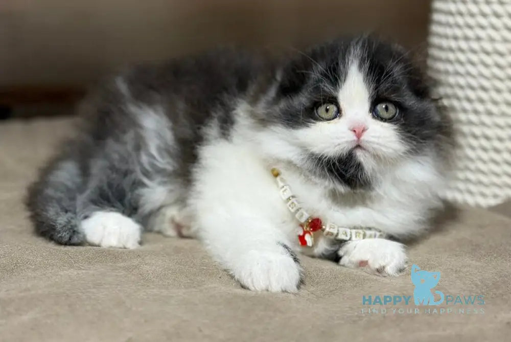 Maleficenta Scottish Fold female black bicolour live animals