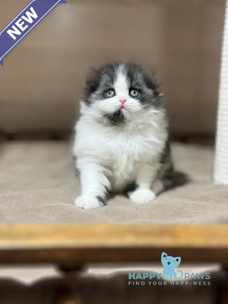 Maleficenta Scottish Fold female black bicolour live animals