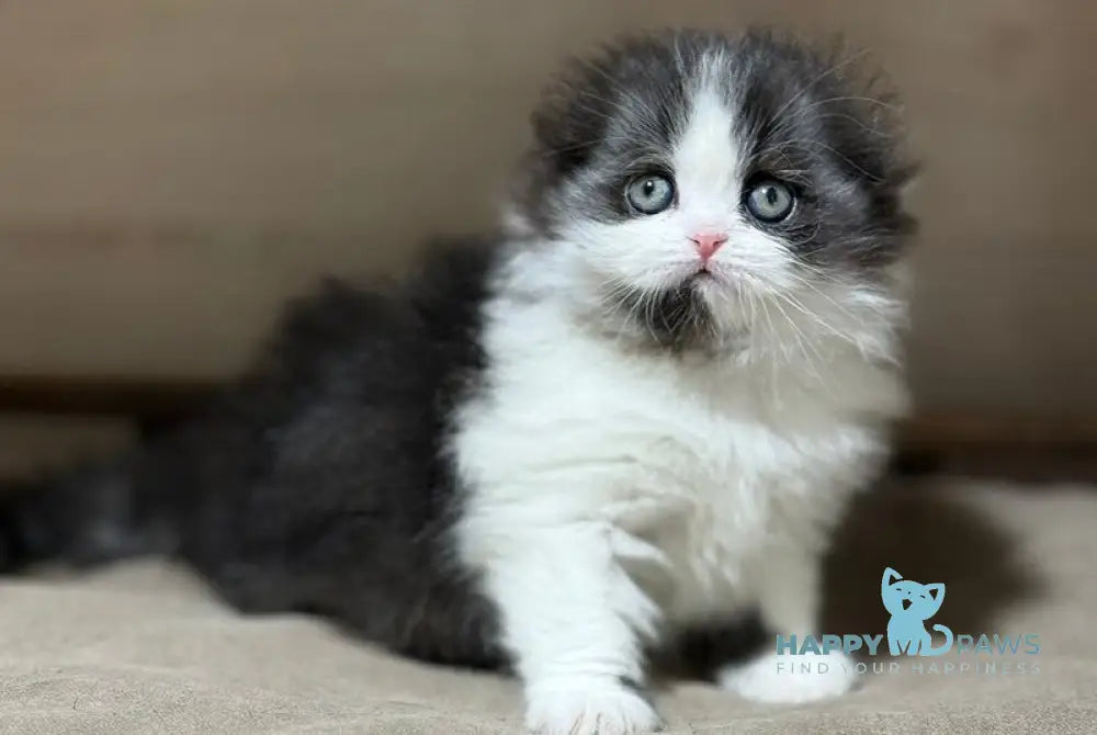 Maleficenta Scottish Fold female black bicolour live animals