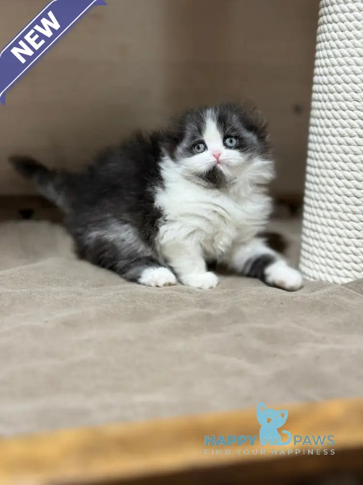 Maleficenta Scottish Fold female black bicolour live animals