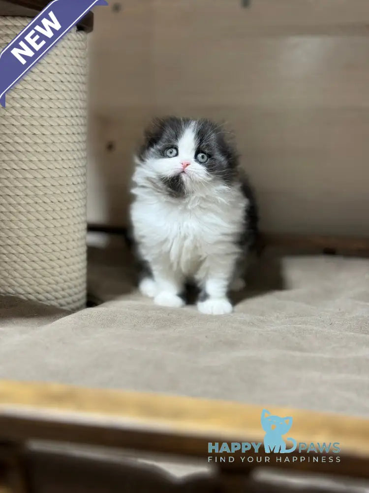 Maleficenta Scottish Fold female black bicolour live animals