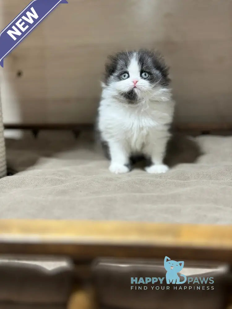 Maleficenta Scottish Fold female black bicolour live animals