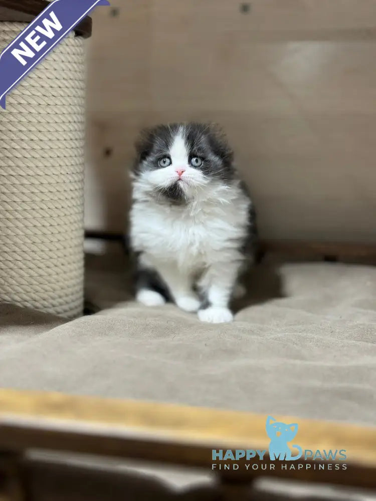 Maleficenta Scottish Fold female black bicolour live animals