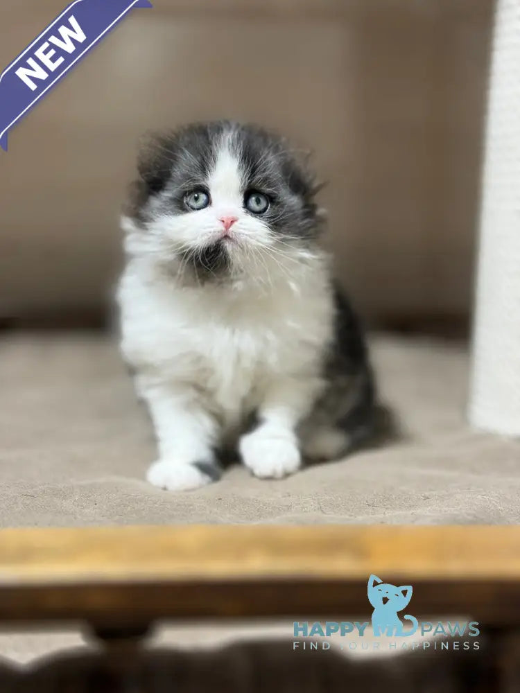 Maleficenta Scottish Fold female black bicolour live animals