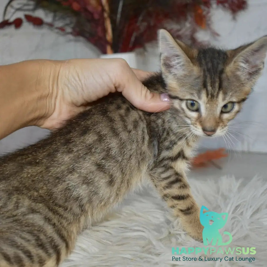 Malek Savannah male silver - live animals