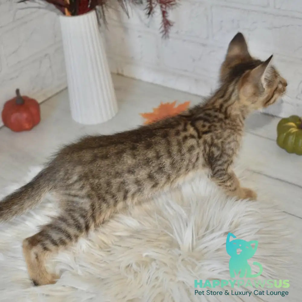 Malek Savannah male silver - live animals