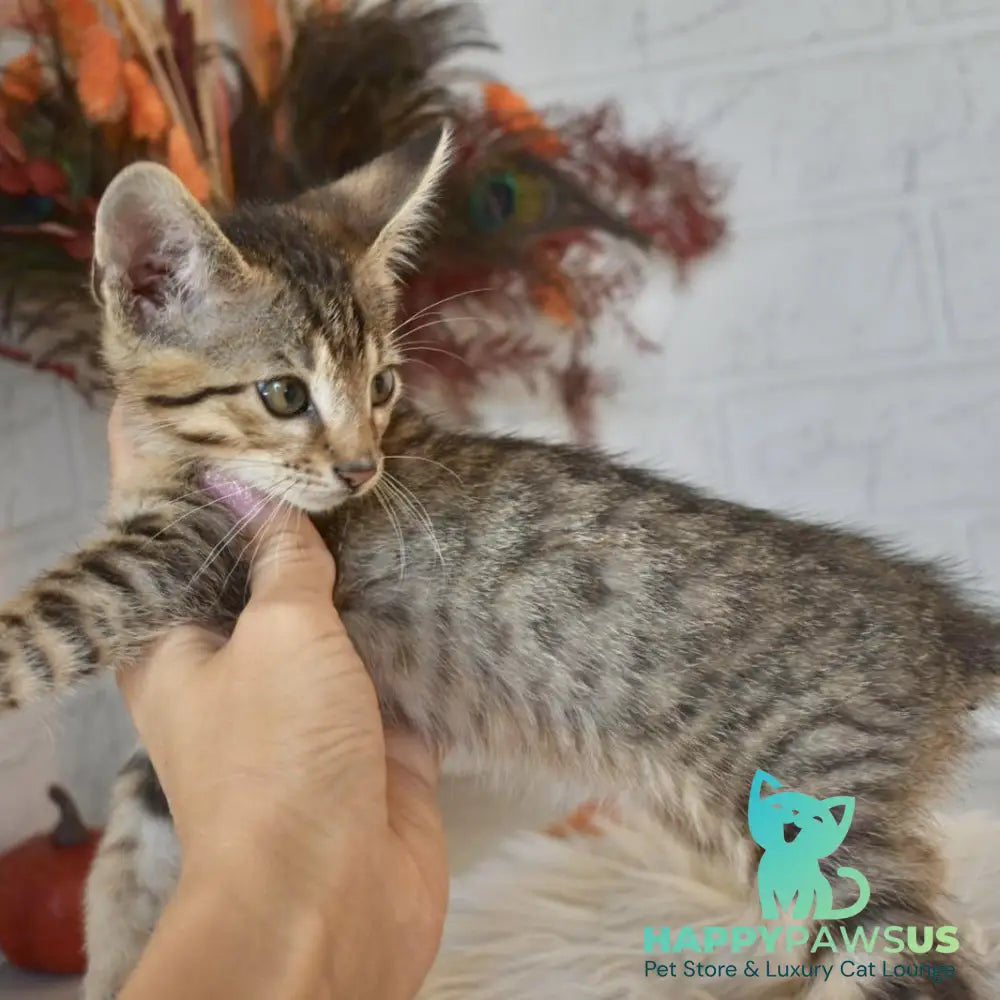 Malek Savannah male silver - live animals