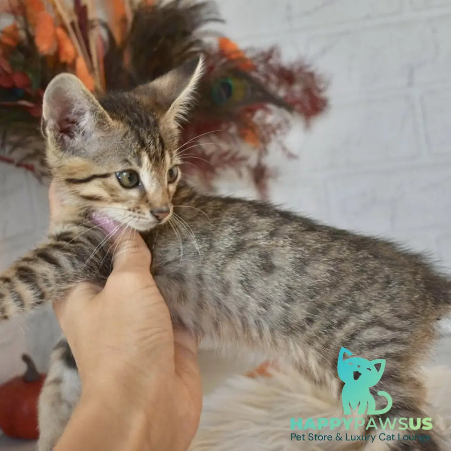 Malek Savannah male silver - live animals