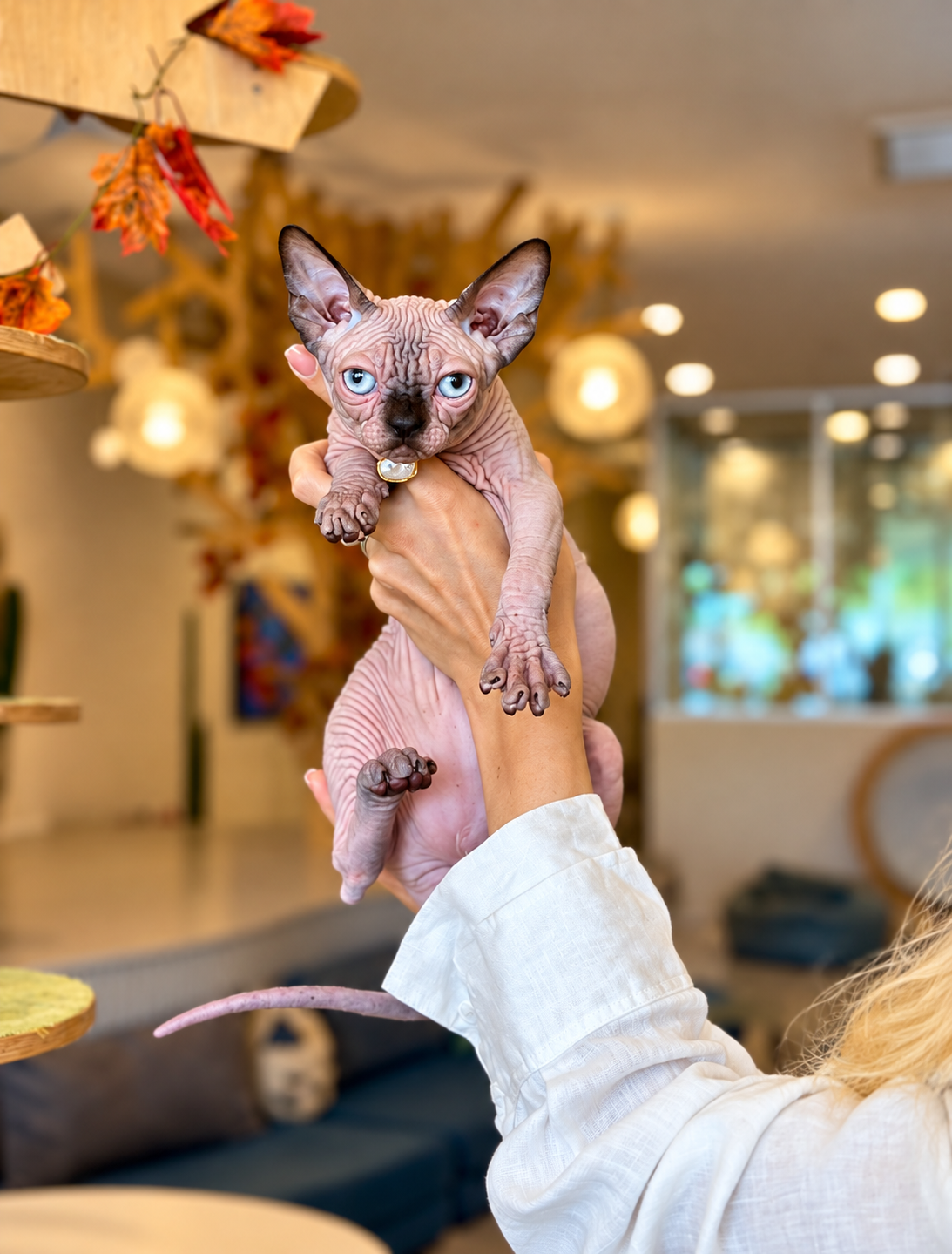 Zeno Canadian Sphynx male, seal pointed