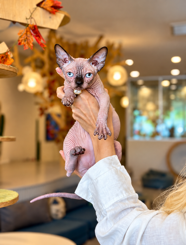Zeno Canadian Sphynx male, seal pointed
