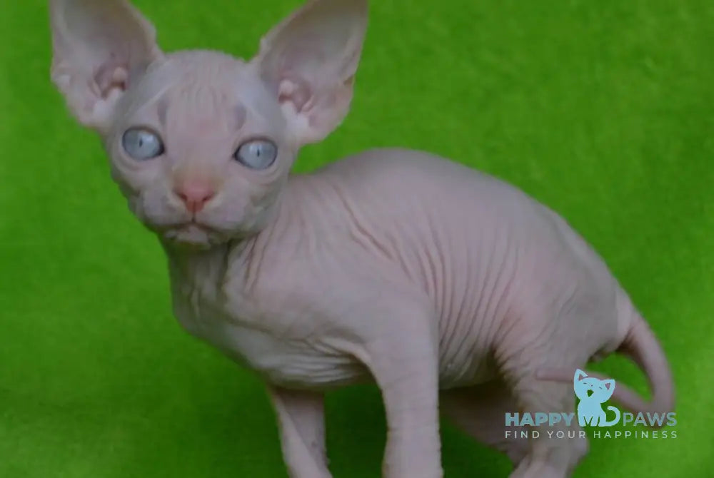 Malibu Canadian Sphynx female cream pointed - live animals