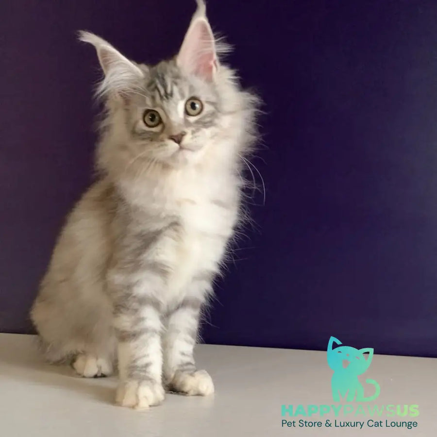 Malibu Maine Coon female black tortie silver tabby - live animals