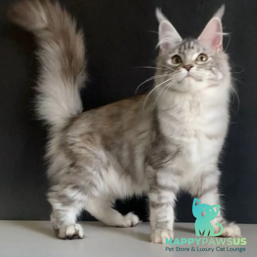 Malibu Maine Coon female black tortie silver tabby - live animals