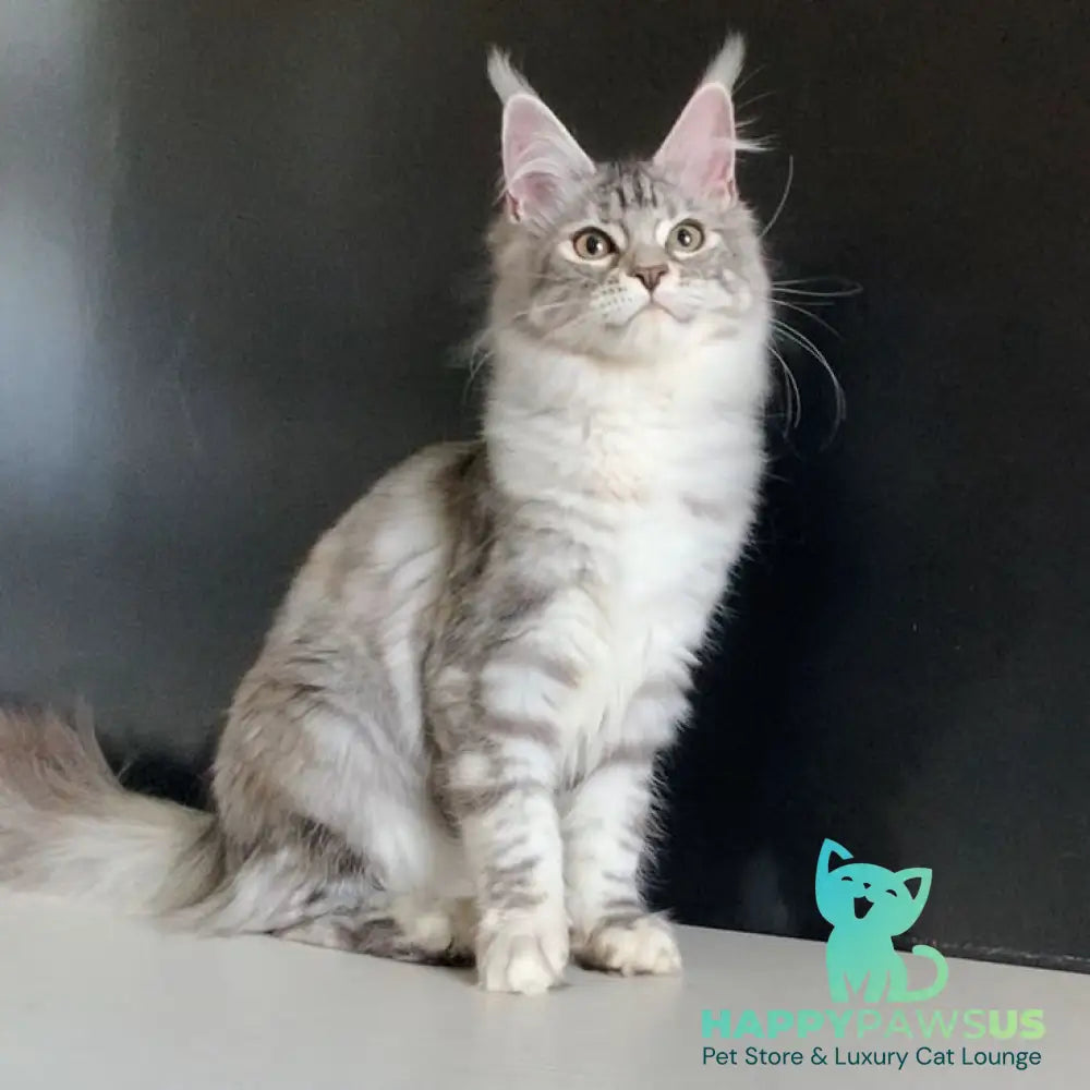 Malibu Maine Coon female black tortie silver tabby - live animals