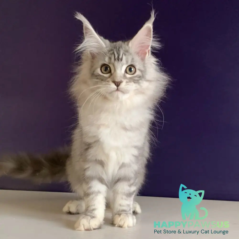 Malibu Maine Coon female black tortie silver tabby - live animals
