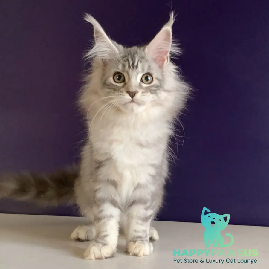 Malibu Maine Coon female black tortie silver tabby - live animals