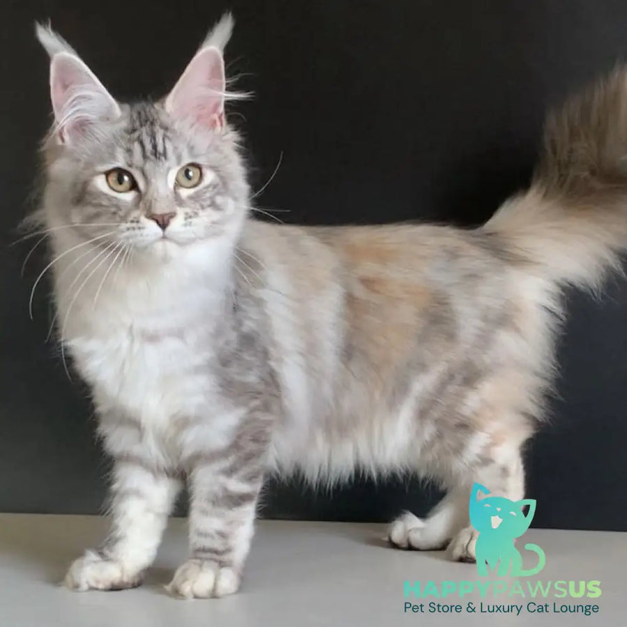 Malibu Maine Coon female black tortie silver tabby - live animals