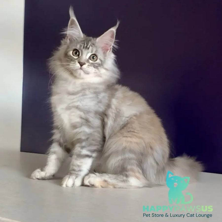 Malibu Maine Coon female black tortie silver tabby - live animals