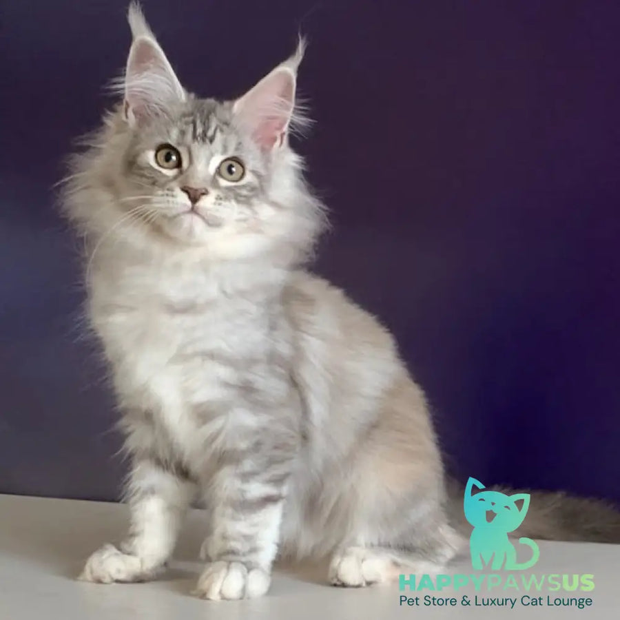 Malibu Maine Coon female black tortie silver tabby - live animals