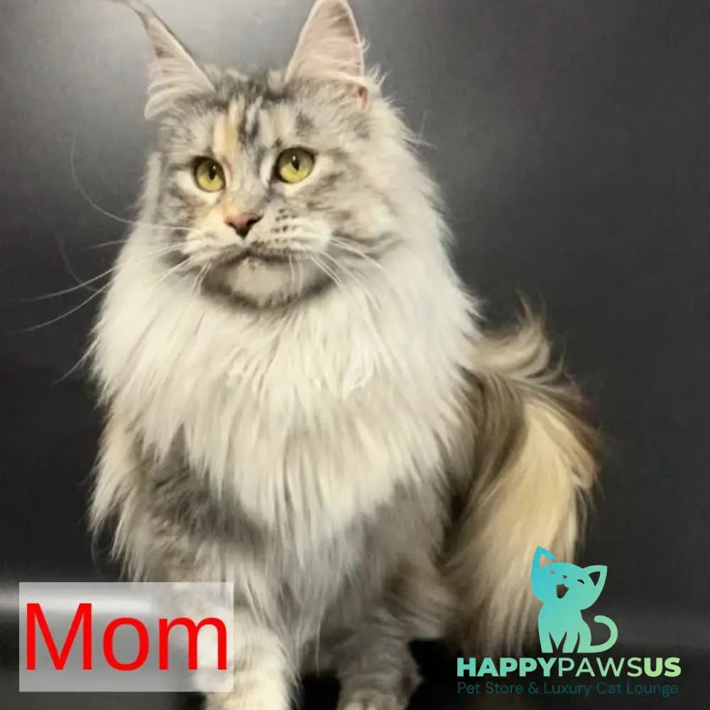 Malibu Maine Coon female black tortie silver tabby - live animals