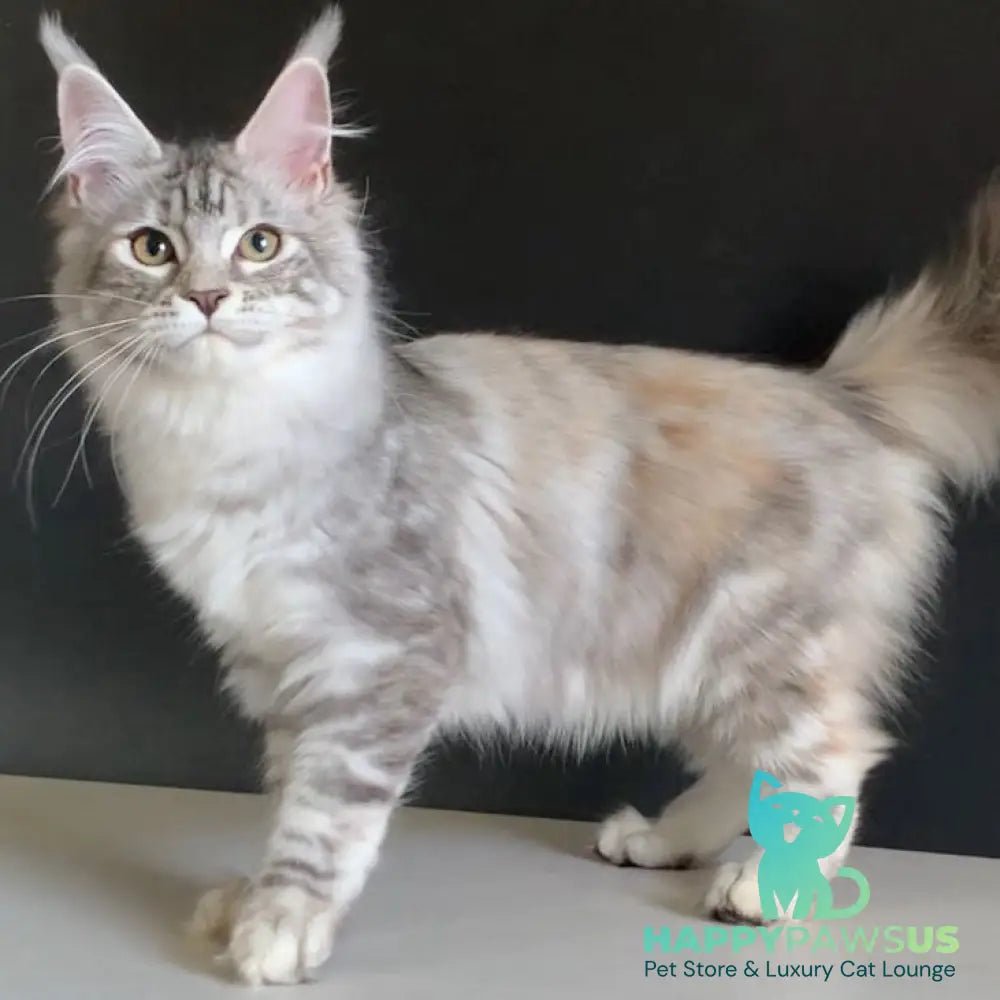 Malibu Maine Coon female black tortie silver tabby - live animals