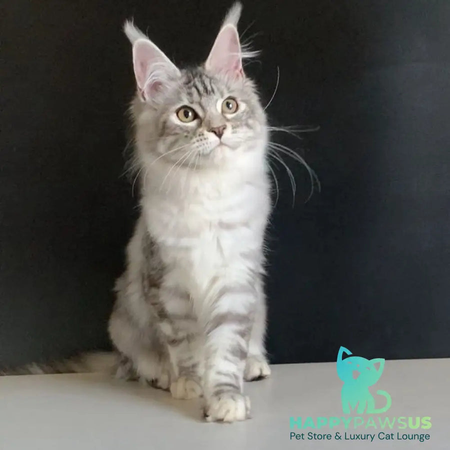 Malibu Maine Coon female black tortie silver tabby - live animals