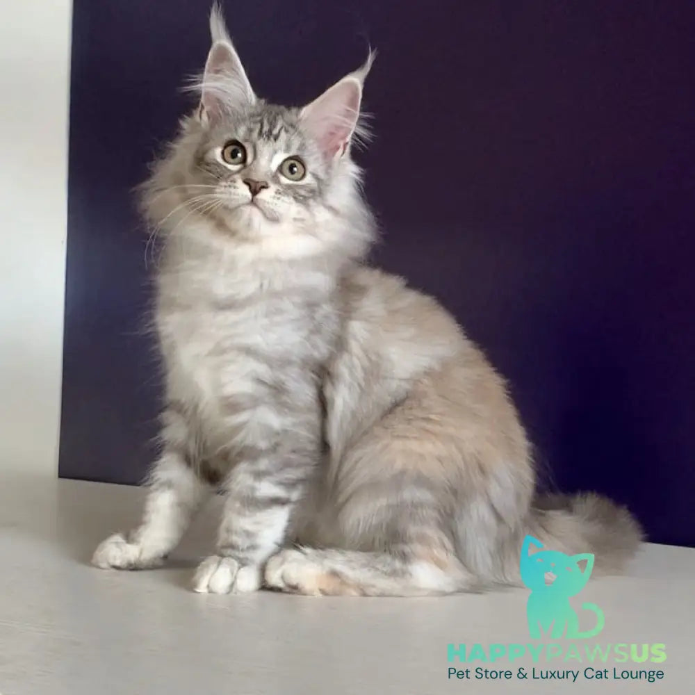 Malibu Maine Coon female black tortie silver tabby - live animals