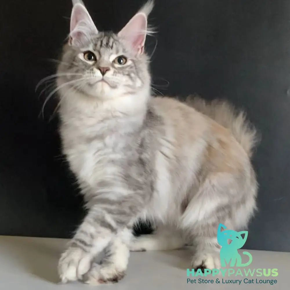 Malibu Maine Coon female black tortie silver tabby - live animals