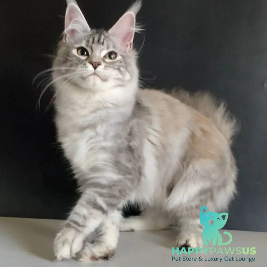 Malibu Maine Coon female black tortie silver tabby - live animals