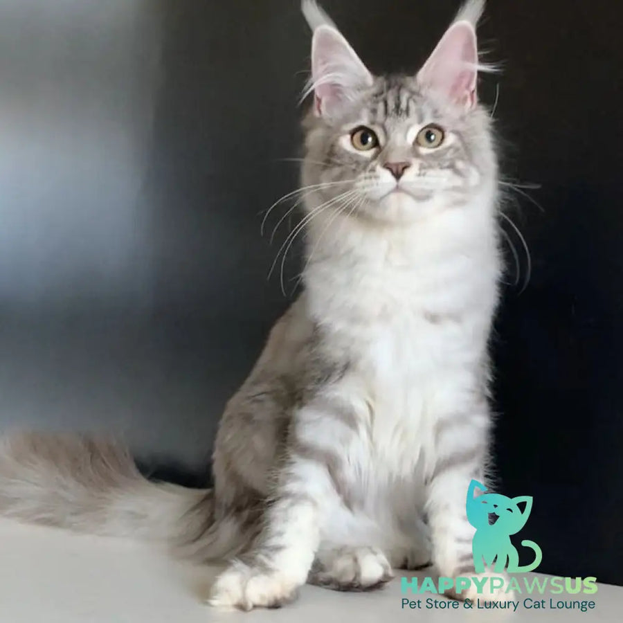 Malibu Maine Coon female black tortie silver tabby - live animals