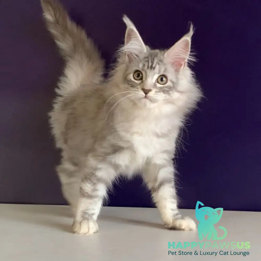 Malibu Maine Coon female black tortie silver tabby - live animals
