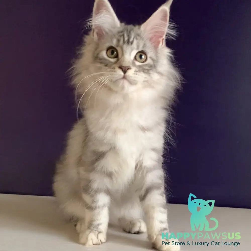 Malibu Maine Coon female black tortie silver tabby - live animals