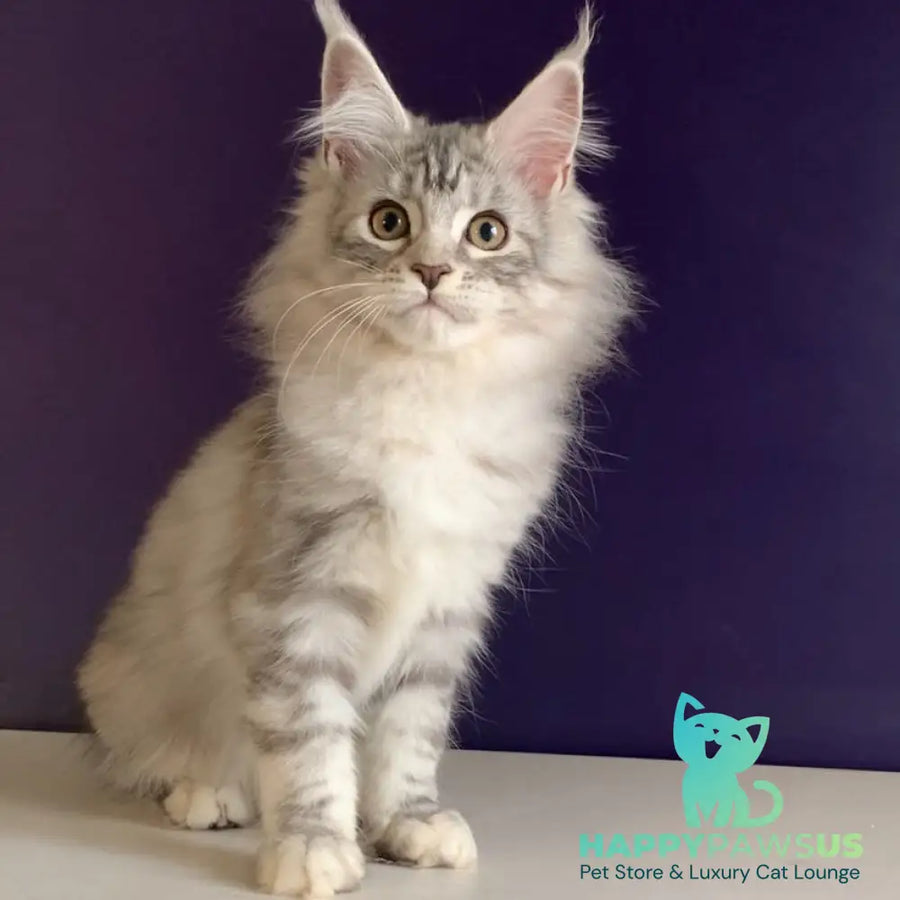 Malibu Maine Coon female black tortie silver tabby - live animals