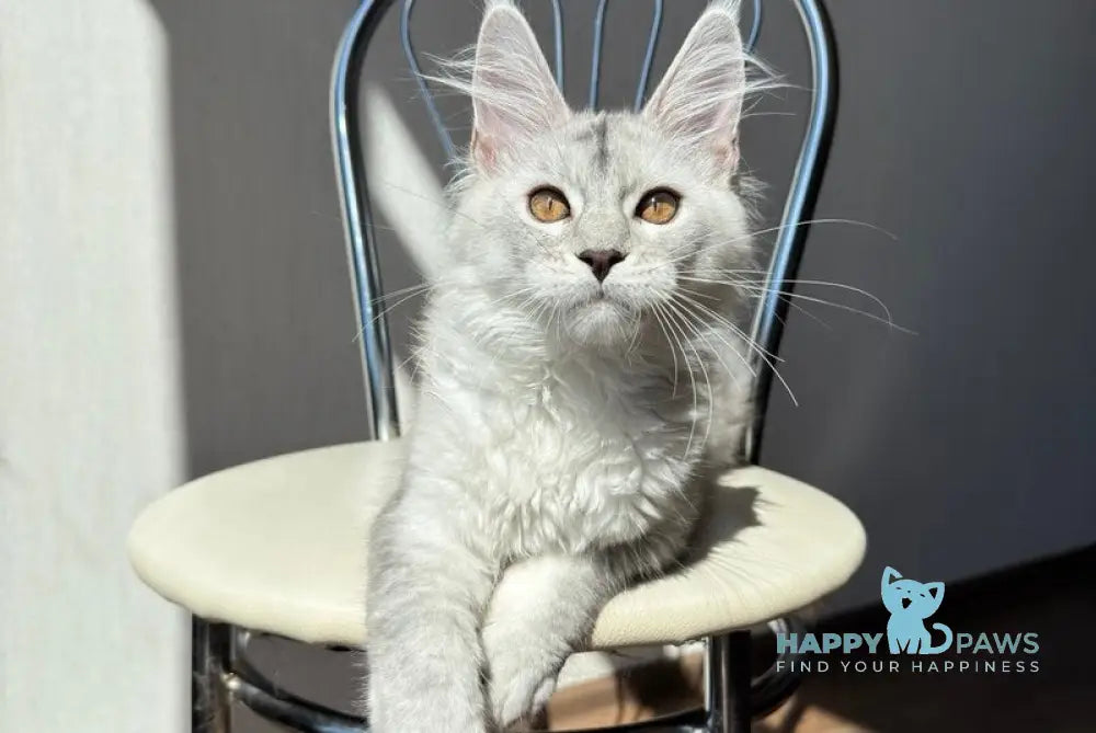 Malik Maine Coon female black silver shaded live animals