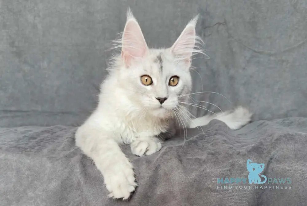 Malik Maine Coon female black silver shaded live animals