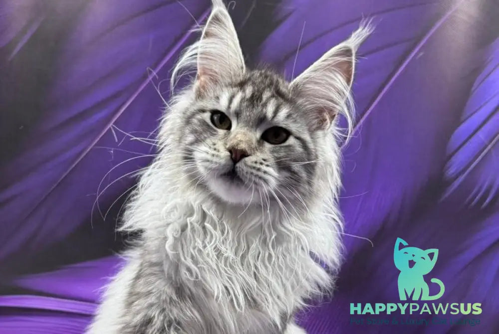 Malina Maine Coon female black silver tabby - live animals