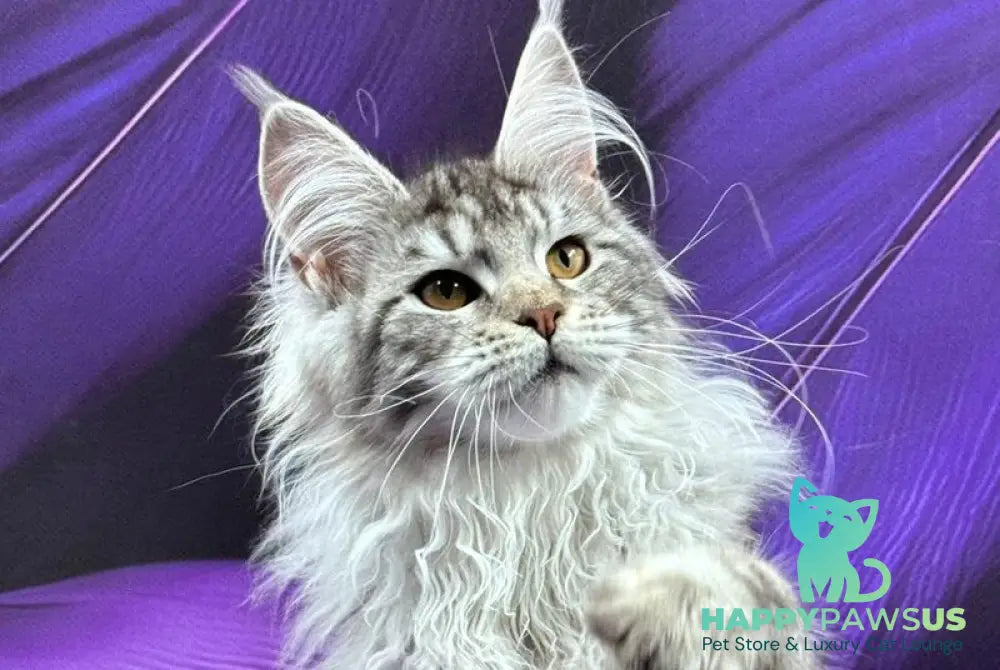 Malina Maine Coon female black silver tabby - live animals