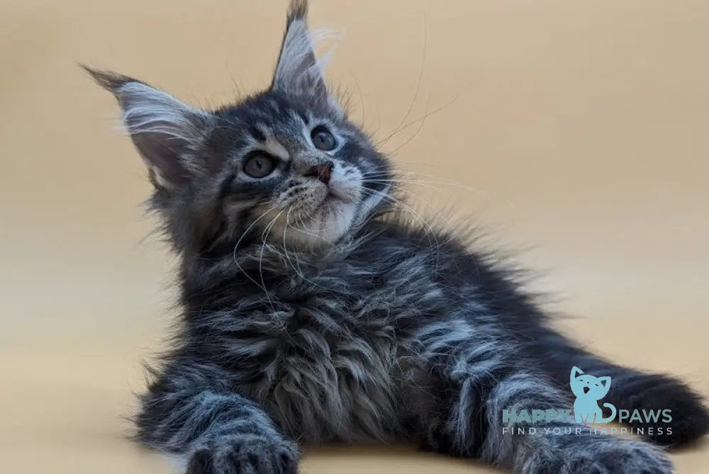 Malina Maine Coon Female Black Spotted Tabby Live Animals