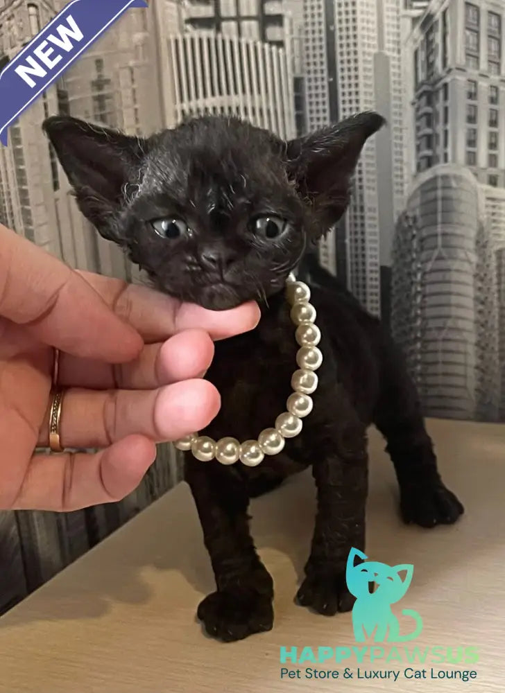 Malta Devon Rex female black - live animals