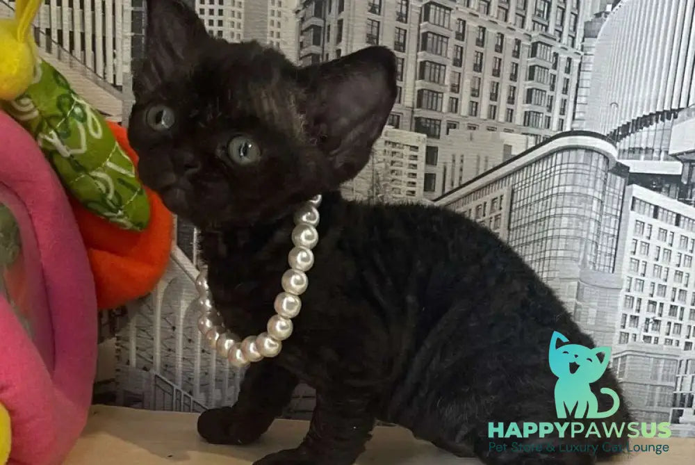 Malta Devon Rex female black - live animals