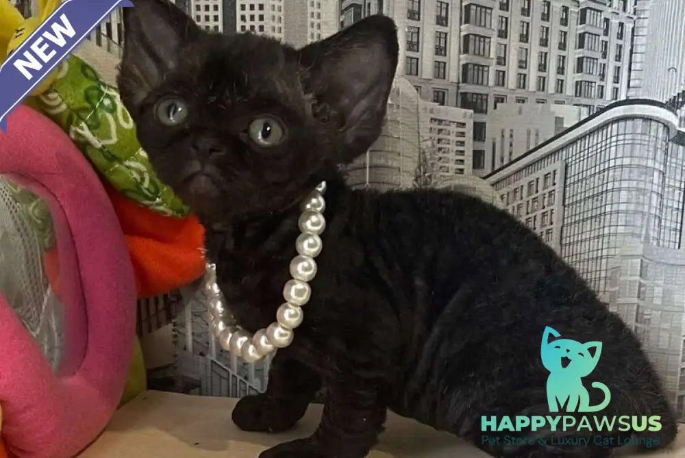 Malta Devon Rex female black - live animals