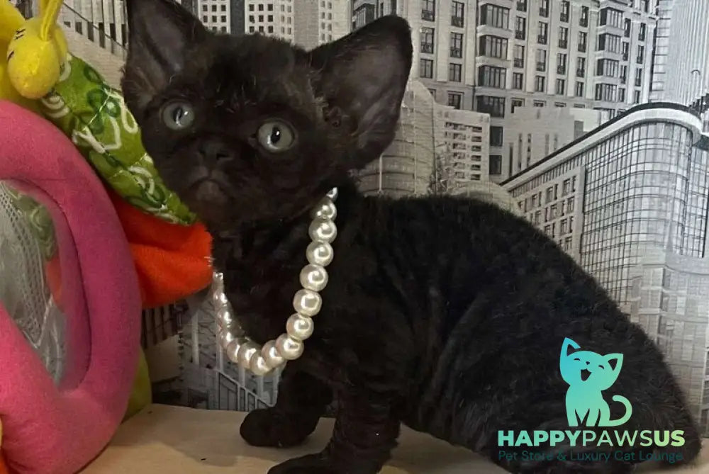 Malta Devon Rex female black - live animals