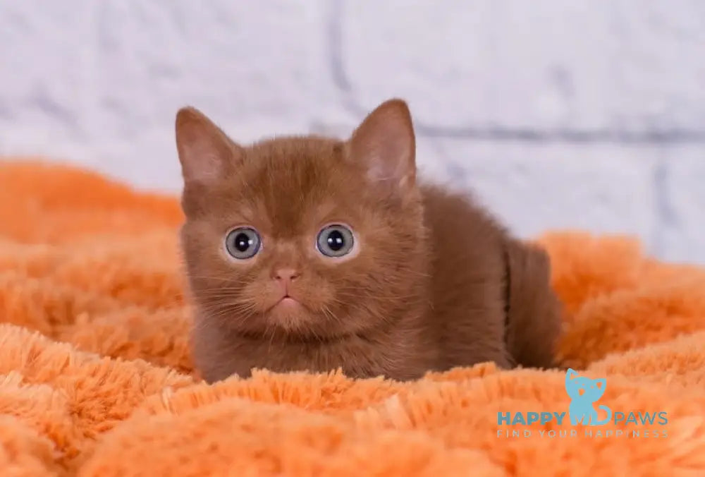 Malvin British Shorthair male cinnamon live animals