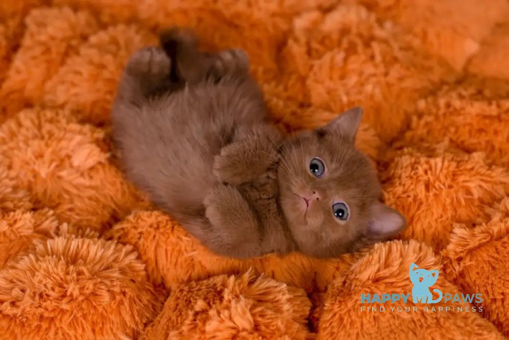 Malvin British Shorthair male cinnamon live animals