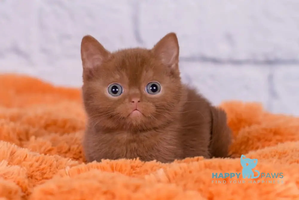 Malvin British Shorthair male cinnamon live animals