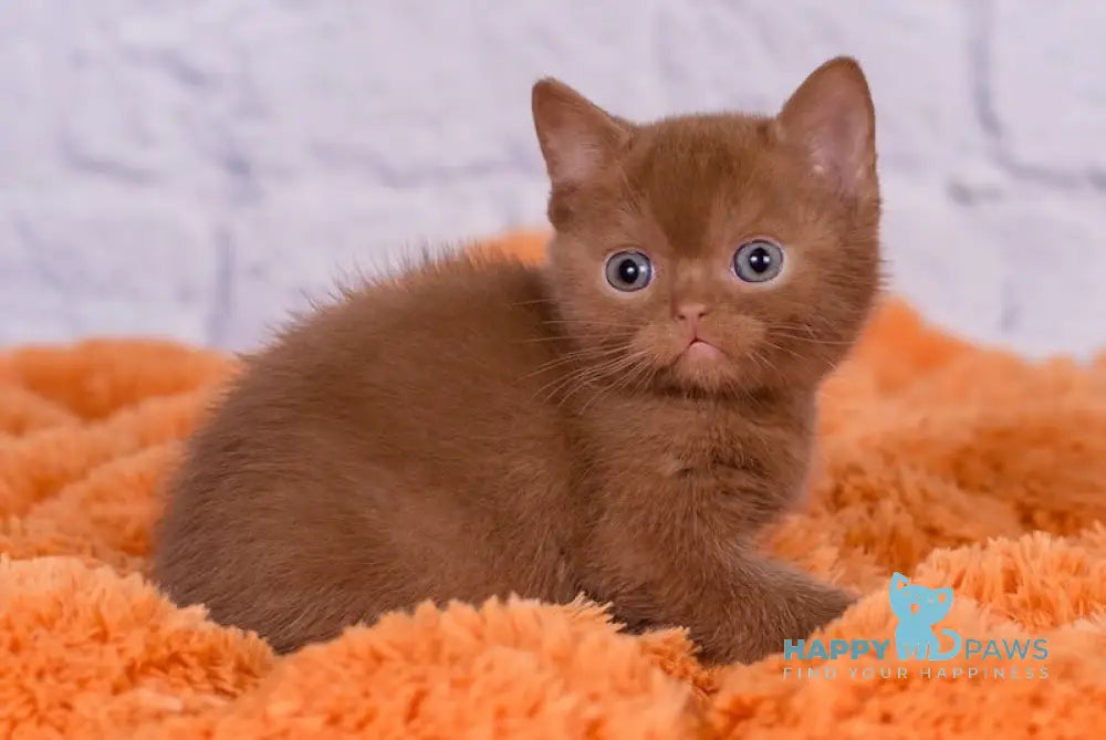 Malvin British Shorthair male cinnamon live animals