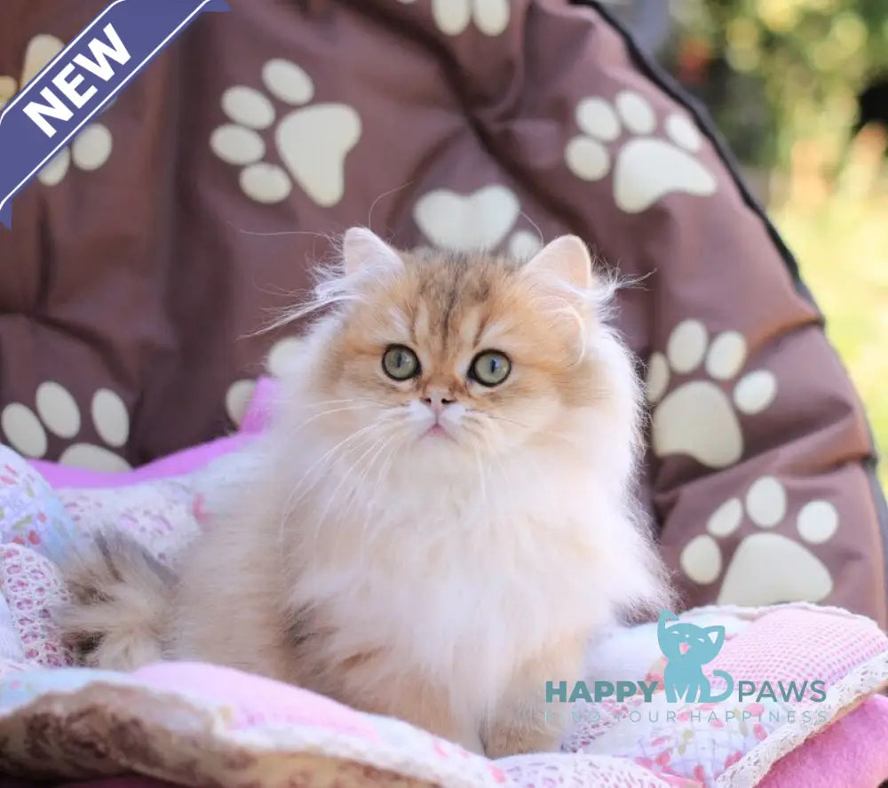 Malvina British Longhair female black golden ticked tabby live animals
