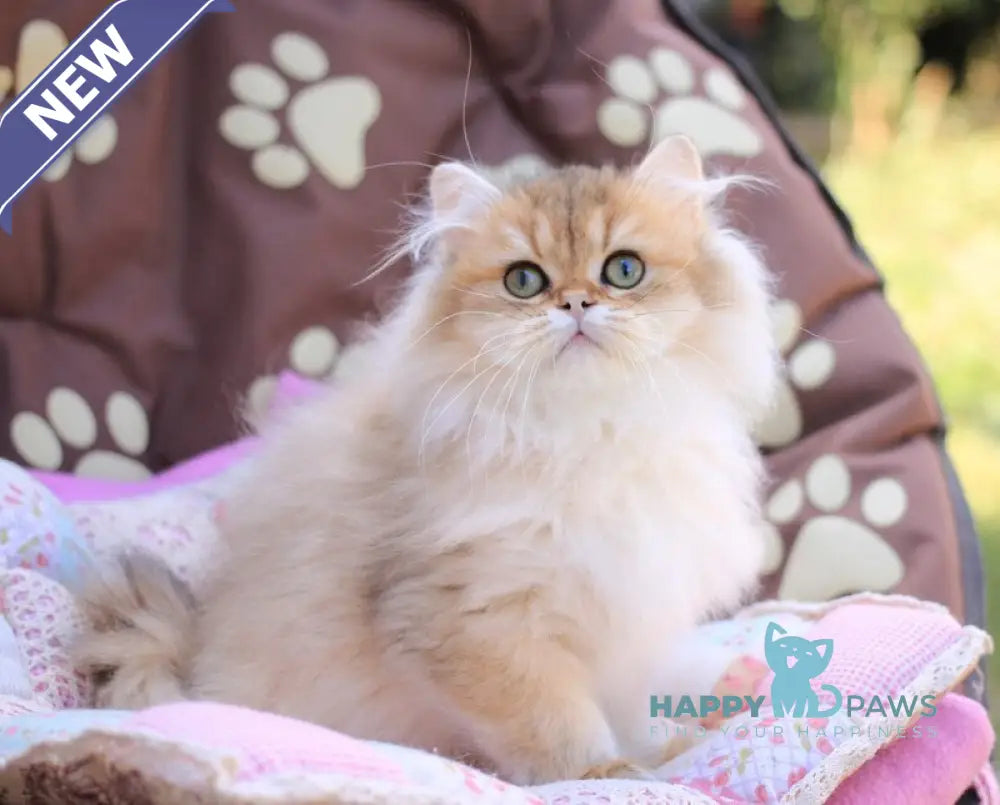 Malvina British Longhair female black golden ticked tabby live animals