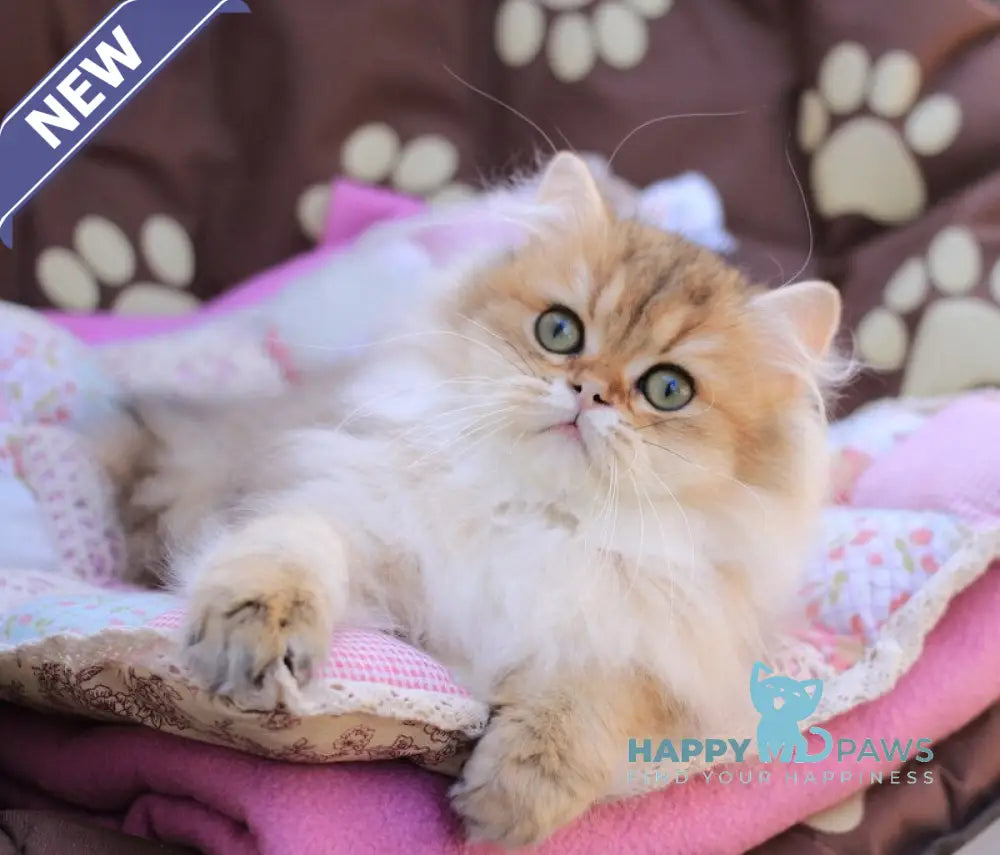 Malvina British Longhair female black golden ticked tabby live animals