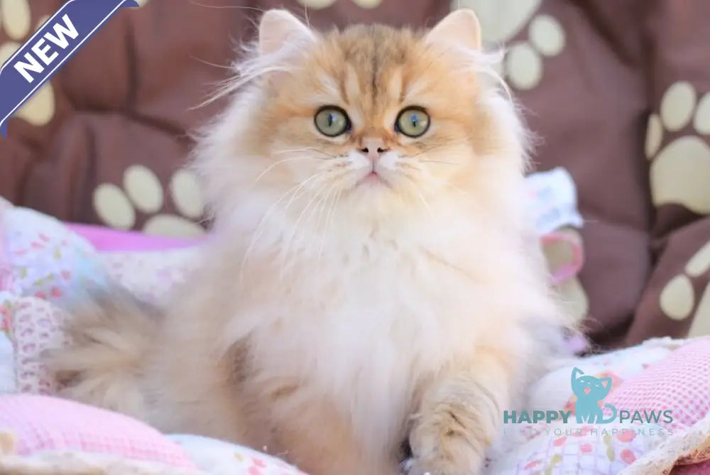 Malvina British Longhair female black golden ticked tabby live animals